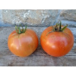 Tomate Burbank - semillas no tratadas