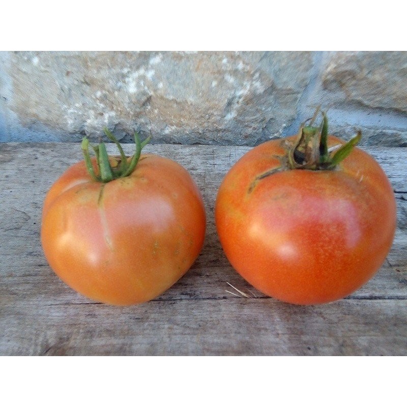 Tomate Burbank - semillas no tratadas