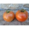 Tomate Burbank - semillas no tratadas
