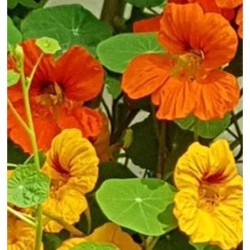 Capuchina Tom Thumb  - semillas sin tratamiento