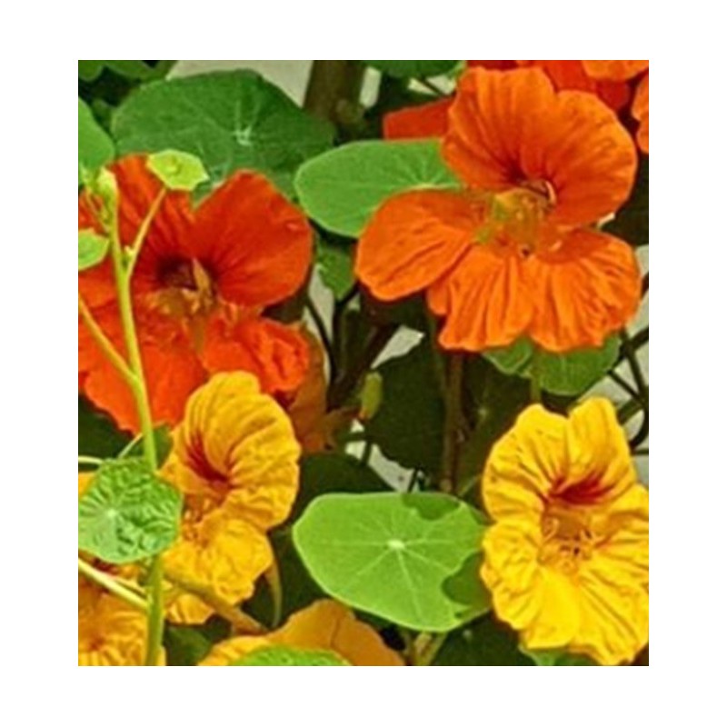 Capuchina Tom Thumb  - semillas sin tratamiento