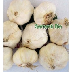 ajo blanco de siembra garcua - ecologico