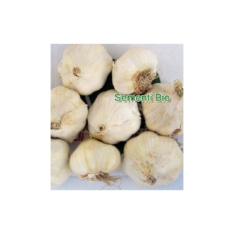 ajo blanco de siembra garcua - ecologico