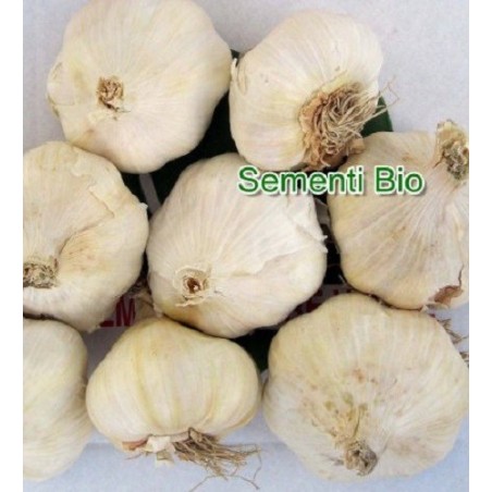 ajo blanco de siembra garcua - ecologico