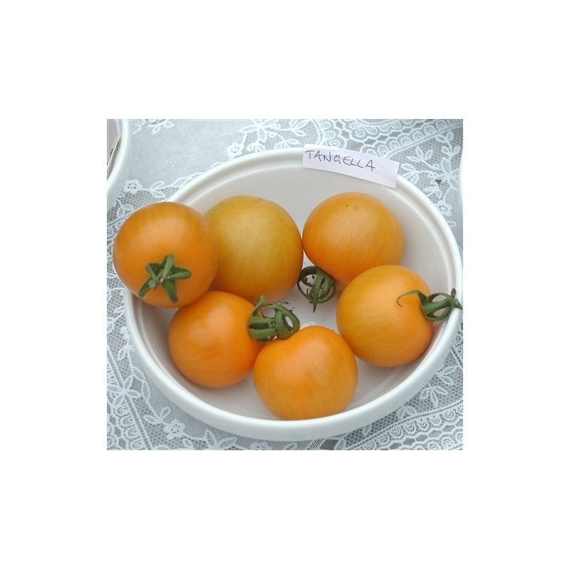 tomate tangella (semillas ecolÃ³gicas)