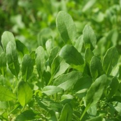 rucula cultivada (semillas no tratadas)