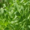 rucula cultivada (semillas no tratadas)