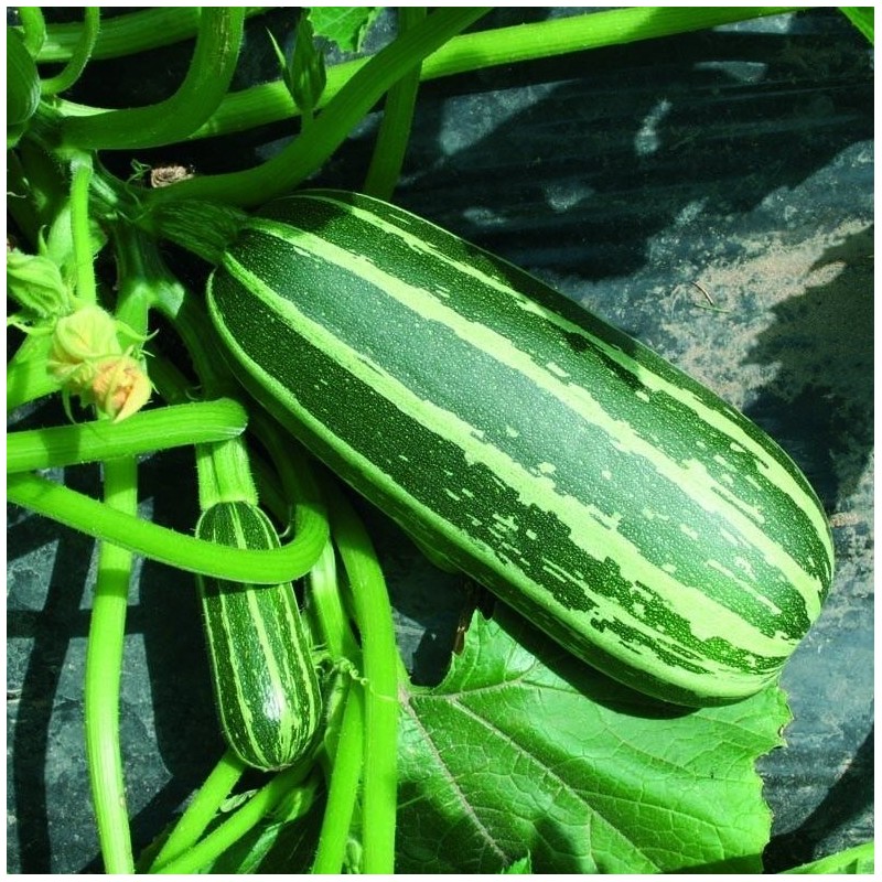 CalabacÃ­n F1 Arbusto Baby- semillas sin tratamiento