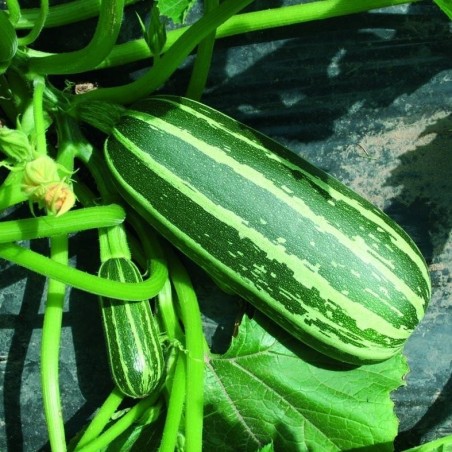 CalabacÃ­n F1 Arbusto Baby- semillas sin tratamiento