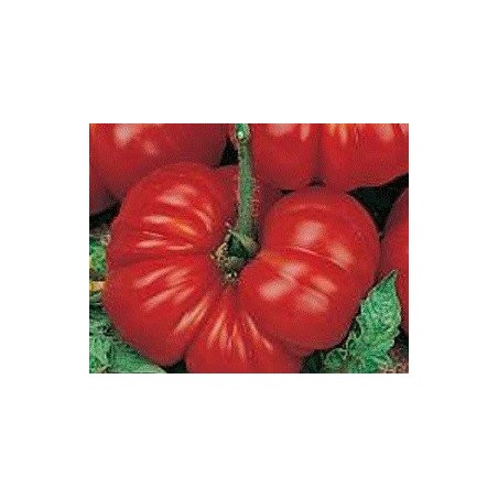 Tomate Aussie - semillas no tratadas