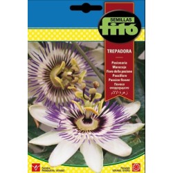 pasionaria - flor de la pasion (Passiflora caerulea)