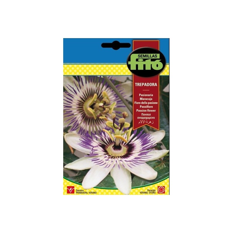 pasionaria - flor de la pasion (Passiflora caerulea)