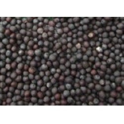 mizuna roja - semillas para germinados