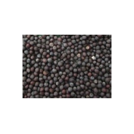 mizuna roja - semillas para germinados