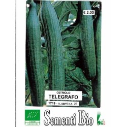 pepino telegrafo (semillasa ecolÃ³gicas)