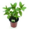 Menta Piperita