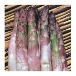 esparrago argenteuil- semillas no tratadas