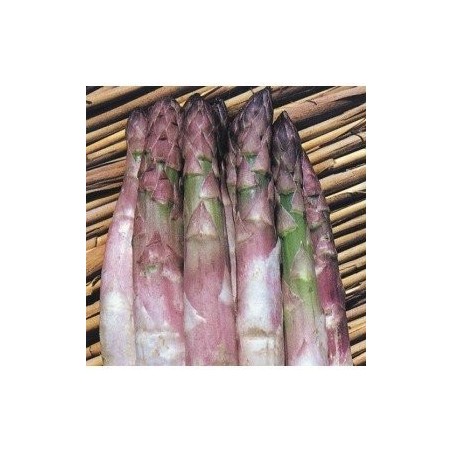 esparrago argenteuil- semillas no tratadas