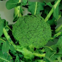 Brocoli calabres Marathon F1