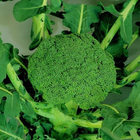 Brocoli calabres Marathon F1