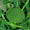 Brocoli calabres Marathon F1