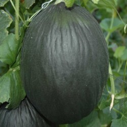 melÃ³n tendral negro - semillas no tratadas