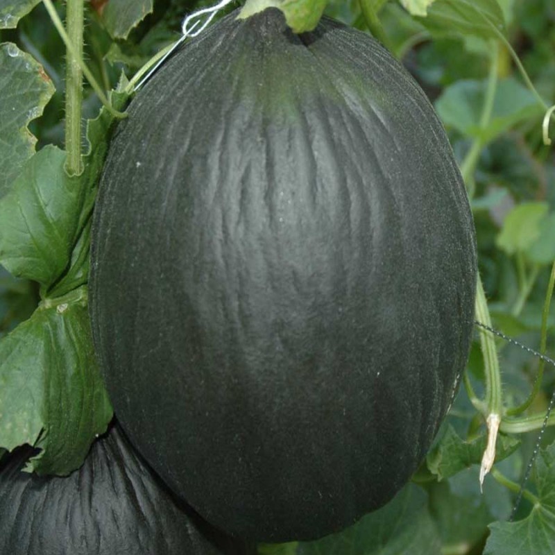 melÃ³n tendral negro - semillas no tratadas