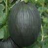 melÃ³n tendral negro - semillas no tratadas