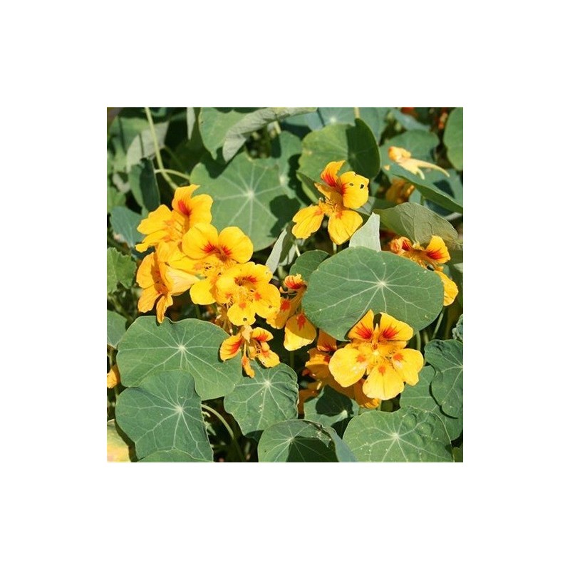 capuchina mayor naine (Tropaelum majus) semillas ecologicas