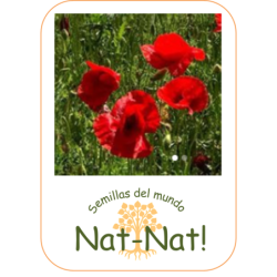 amapola silvestre (Papaver rhoeas)