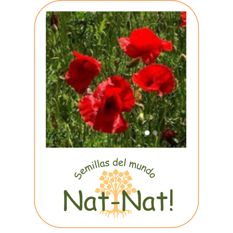 amapola silvestre (Papaver rhoeas)