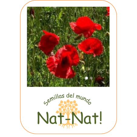 amapola silvestre (Papaver rhoeas)