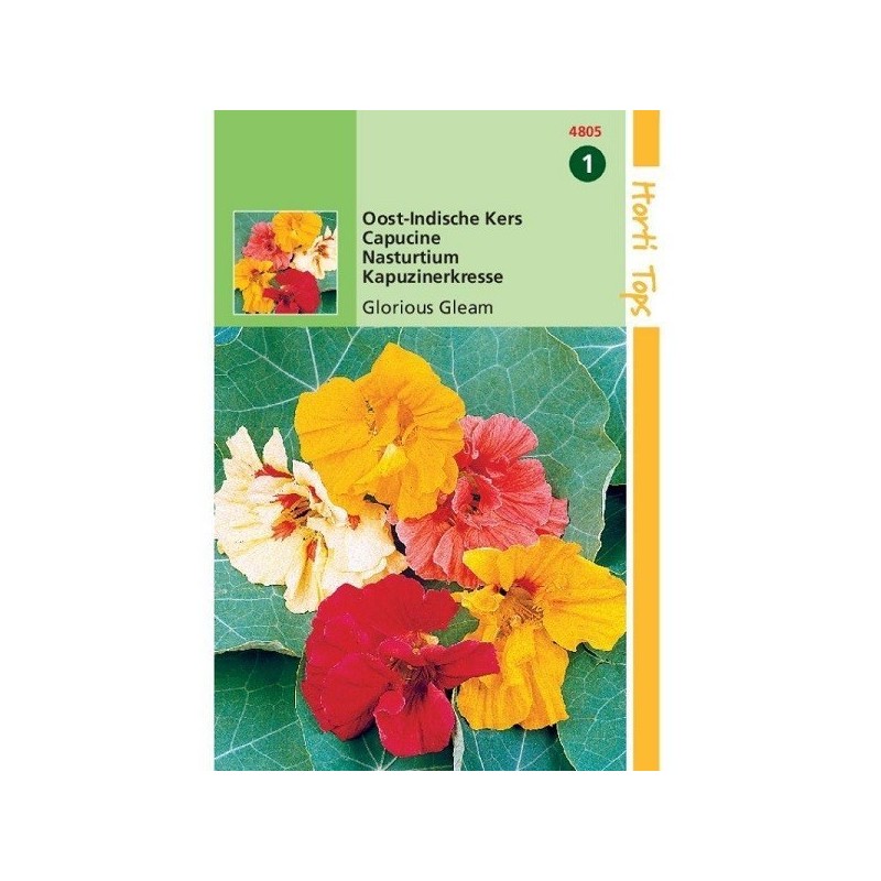 capuchina glorious gleam (Tropaeolum majus)