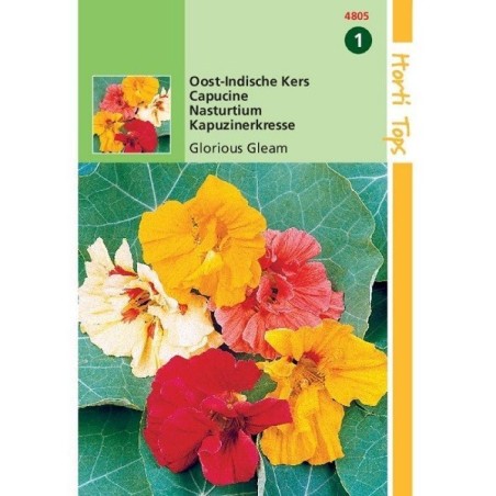 capuchina glorious gleam (Tropaeolum majus)