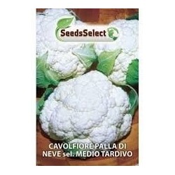 colifor bola de nieve medio tardia