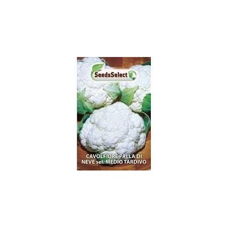 colifor bola de nieve medio tardia