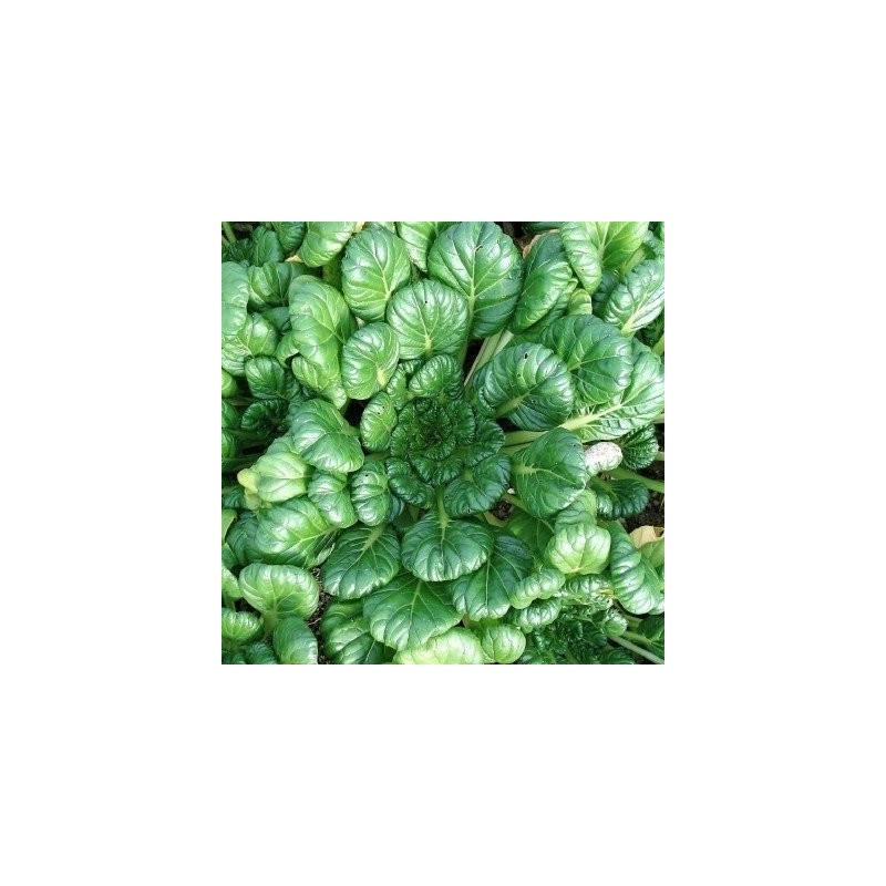 Col china plana / Tatsoi (semillas no tratadass)