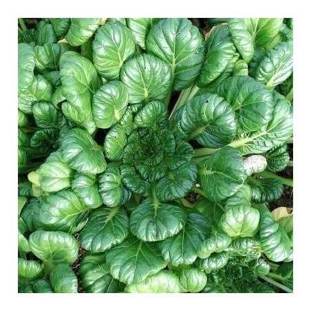 Col china plana / Tatsoi (semillas no tratadass)