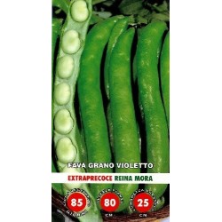 haba reina mora - semillas ecolÃ³gicas