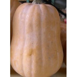 calabaza pequeÃ±a (Cucurbita moschata) semillas ecolÃ³gicas