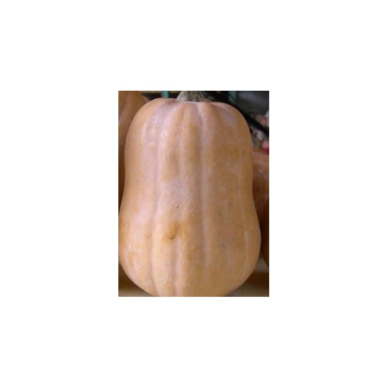 calabaza pequeÃ±a (Cucurbita moschata) semillas ecolÃ³gicas