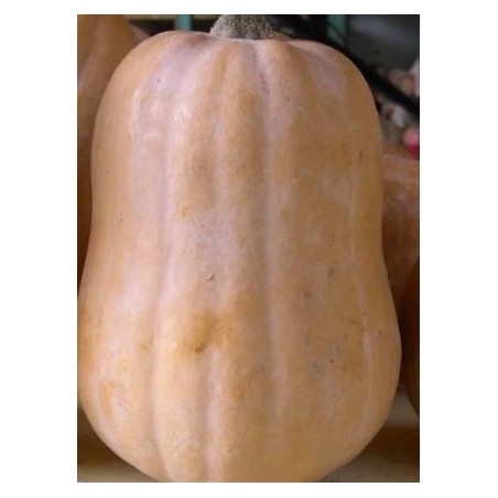 calabaza pequeÃ±a (Cucurbita moschata) semillas ecolÃ³gicas