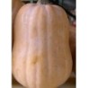 calabaza pequeÃ±a (Cucurbita moschata) semillas ecolÃ³gicas