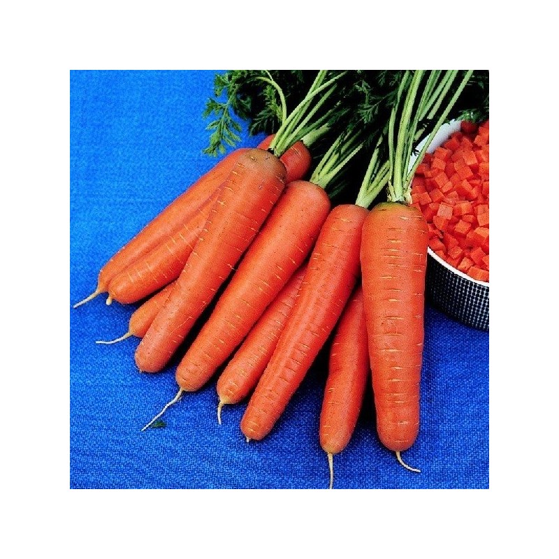 zanahoria rothild (semillas no tratadas)