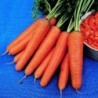 zanahoria rothild (semillas no tratadas)