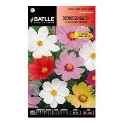 cosmos sensation (cosmos bipinnatus)