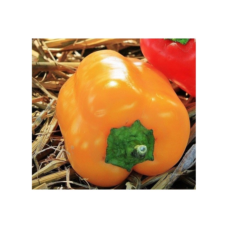 pimiento California wonder amarillo (semillas no tratadas)