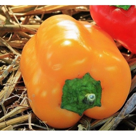 pimiento California wonder amarillo (semillas no tratadas)