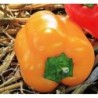 pimiento California wonder amarillo (semillas no tratadas)