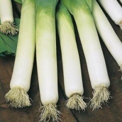 puerro B.G. Autumn Neptune (semillas sin tratamiento)